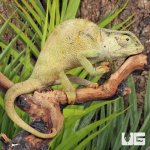 ug_Graceful_Chameleon_3.jpg