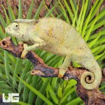 ug_Graceful_Chameleon_2.jpg