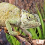 ug_Graceful_Chameleon_1.jpg