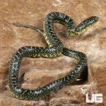 ug_Baby Speckled Kingsnake_4.jpg