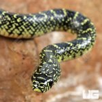 ug_Baby Speckled Kingsnake_3.jpg