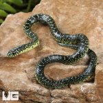 ug_Baby Speckled Kingsnake_1.jpg