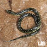 ug_Baby Speckled Kingsnake_2.jpg