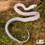 ug_Baby Scaleless Ghost Cornsnake_4.jpg