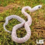 ug_Baby Scaleless Ghost Cornsnake_3.jpg