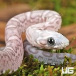 ug_Baby Scaleless Ghost Cornsnake_2.jpg