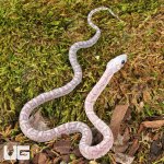ug_Baby Scaleless Ghost Cornsnake_1.jpg