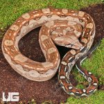 ug_Yearling Summit Pastel Aztec Colombian Boa_4.jpg
