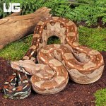ug_Yearling Summit Pastel Aztec Colombian Boa_3.jpg