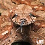 ug_Yearling Summit Pastel Aztec Colombian Boa_2.jpg