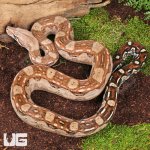 ug_Yearling Summit Pastel Aztec Colombian Boa_1.jpg