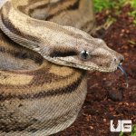 ug_Yearling_Motley_Colombian_Boa_4.jpg