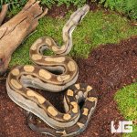 ug_Yearling_Motley_Colombian_Boa_3.jpg