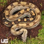 ug_Yearling_Motley_Colombian_Boa_2.jpg