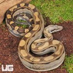ug_Yearling_Motley_Colombian_Boa_1.jpg