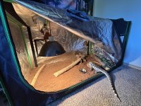 Smaug enclosure.jpg
