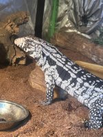 Smaug.rehome.jpg
