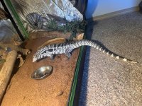 SMaug.rehomee.jpg