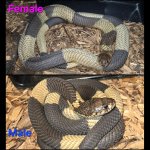 PhotoCollage_1758982705301.jpg