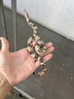 IMG_4177.jpeg