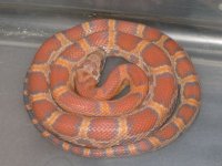 Male hypo Okeetee.jpg