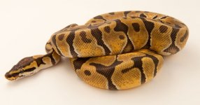 Enchi Male-4.jpg