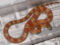 #2 male hypo Okeetee.jpg