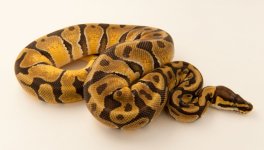 Enchi Male-2.jpg