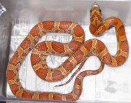 female Hypo Okeetee.jpg