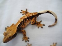 geckos_551.jpg