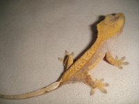 geckos_574.jpg