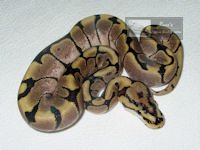1104spider50phhypo03-07m_2-thumb.jpg