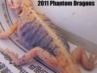 paradoxsilktrans2_edited-1.jpg