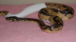 Pied Male.jpg