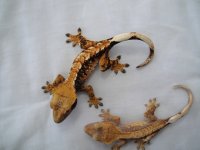 geckos_549.jpg