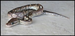 Lesser Cinny3.jpg