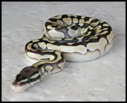Pastel Lesser3.jpg