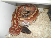 blood red malaysian.jpg