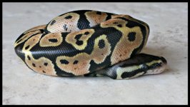 Pastel2.jpg