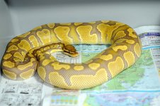 Caramel Female.jpg