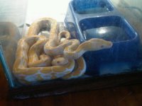 IMG00043-20110406-1158.jpg