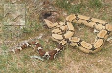 Braz Redtail Boa.jpg