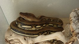 retic 1.jpg