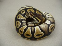 Mystic Male CSR1025_2.jpg