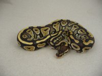 Mystic Male CSR1025_3.jpg