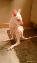 male albino.jpeg