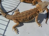 SAM_2420.jpg
