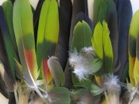 parrot feathers.jpg