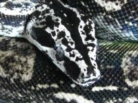 IMG_7732.jpg