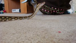retic 3.jpg